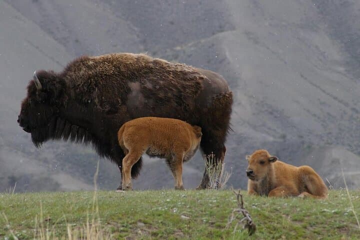 Yellowstone Upper Loop Wildlife Safari | Lamar Valley | PRIVATE