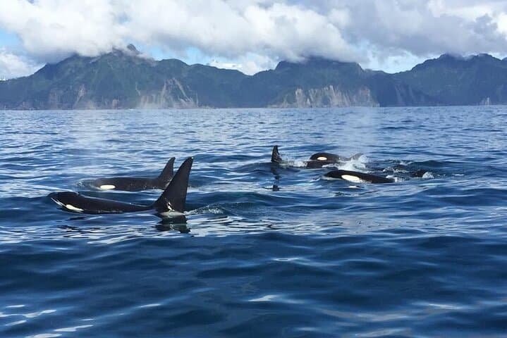 4Hour Resurrection Bay Sightseeing Tour Private – up to 16 guests