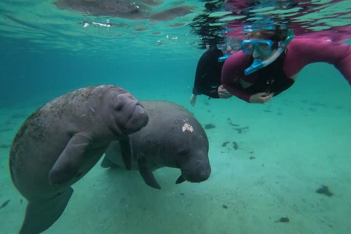 All Inclusive Private Manatee Swim