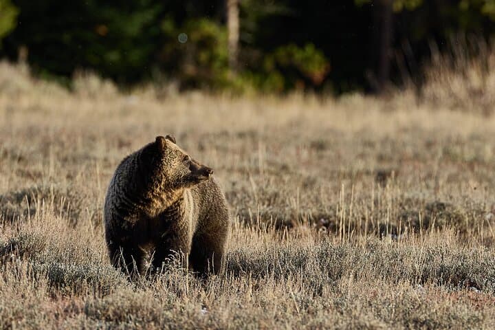 Private Yellowstone Summer Wildlife Photo Safaris – Half Day