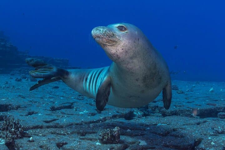Kauai’s Exclusive Morning Scuba Charter for Experienced Divers