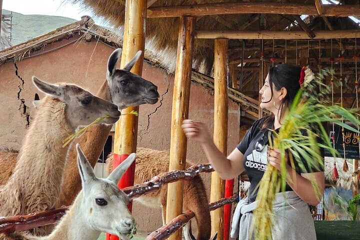 Cusco: Alpaca and Llama Farm Tour with Transfer & Weaving Demo