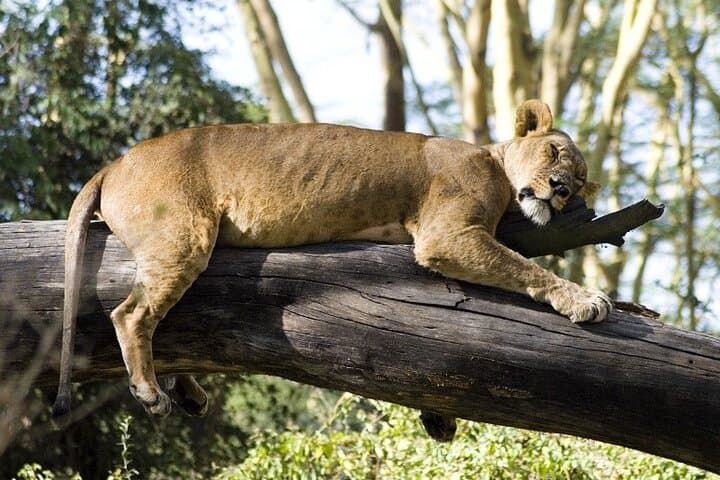 4 Days Masai Mara & Lake Nakuru Budget Group Safari in a 4×4 Jeep