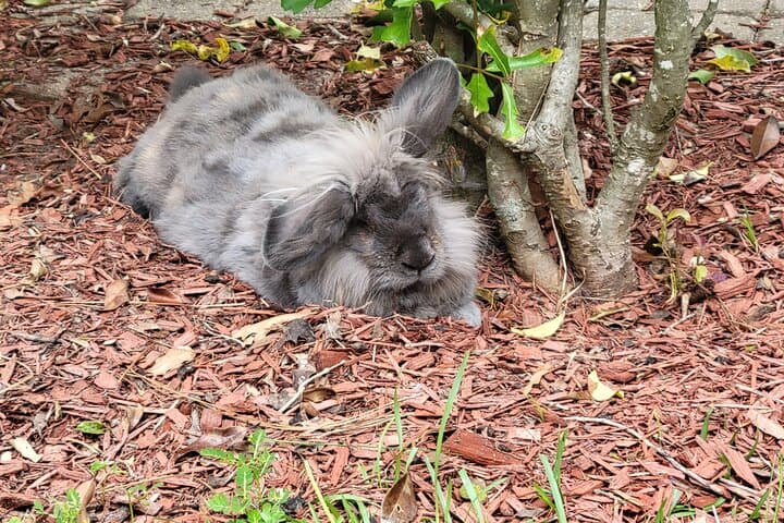 Private Rabbit and Chicken Petting Experience in Navarre