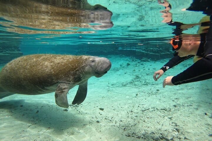 Classic Crystal River Manatee Swim Tour with Free Photos