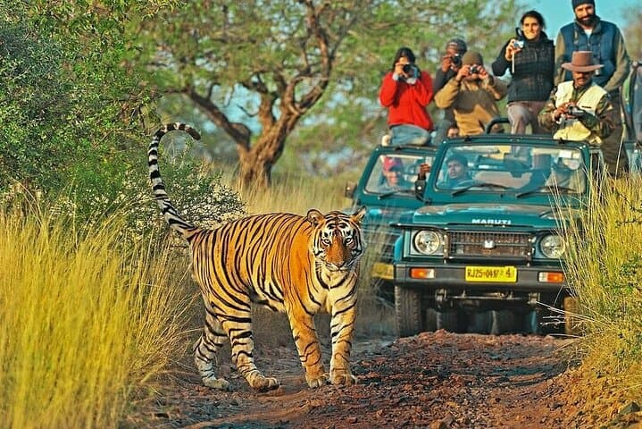 4-Day Golden Triangle Tour with Tiger Safari & Elephant Rescue