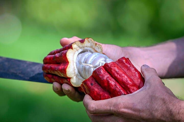 Big Island: Craft Chocolate Tasting and Farm Tour in Hilo