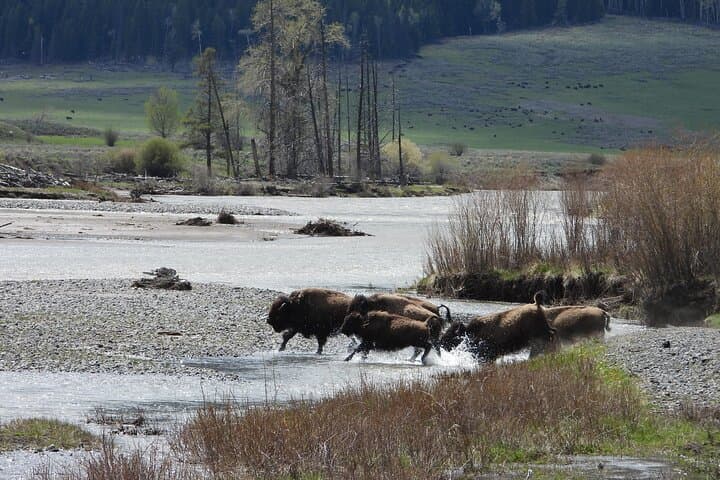 Yellowstone National Park – Full-Day Lower Loop Tour from West Yellowstone