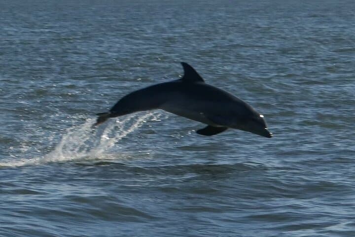 Adventure Boat Tours Dolphin Tails & History Cruise St Augustine