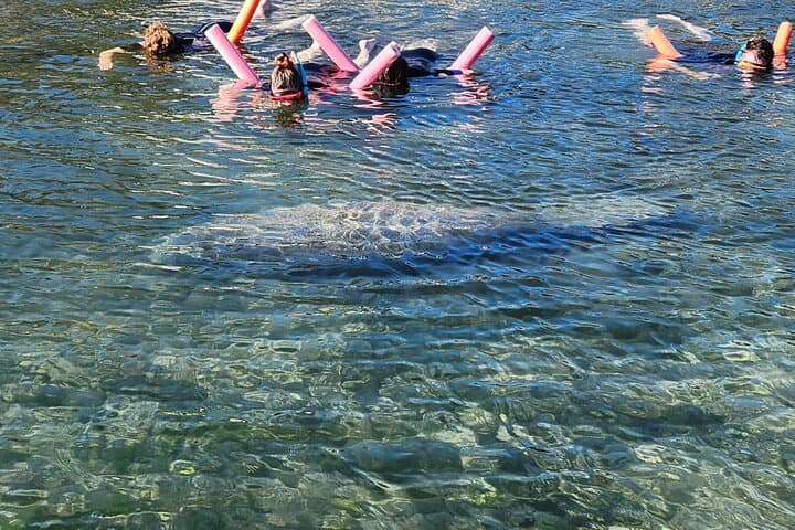 Crystal River Manatee Swim & Snorkel Tour-Small Group Local guide