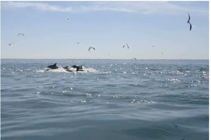 Private Dolphin Tours in St. Augustine, Florida