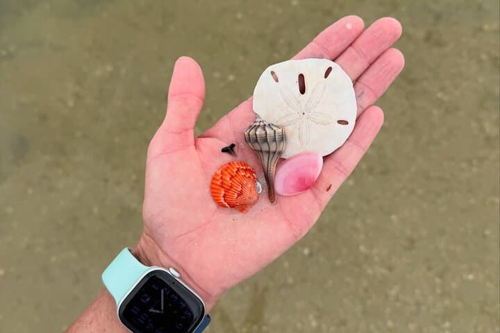 Shell Key Shelling Kayak Tour – Find Natural Treasures – St. Pete