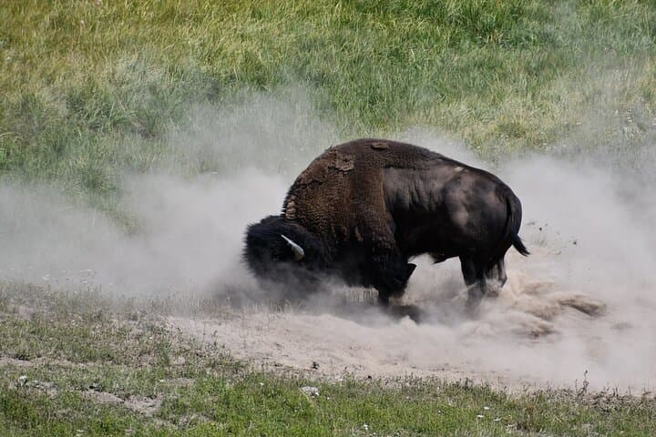Private Guided Tour in Yellowstone National Park