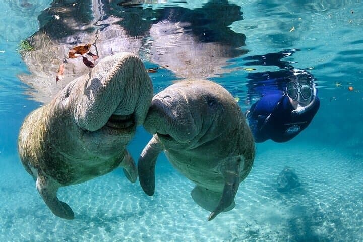 Semi Private Manatee Swim Tour