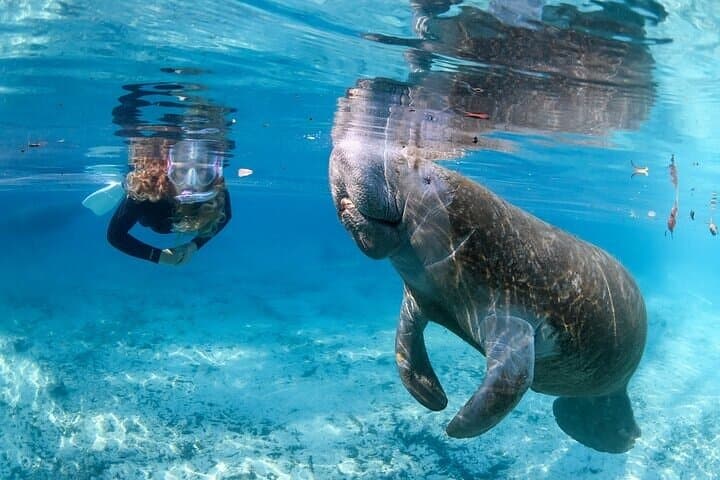 Private Manatee Swim Tour