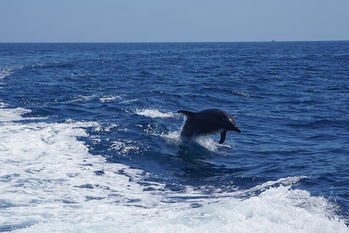 Dolphin and Sea Lion Tour of Catalina Island