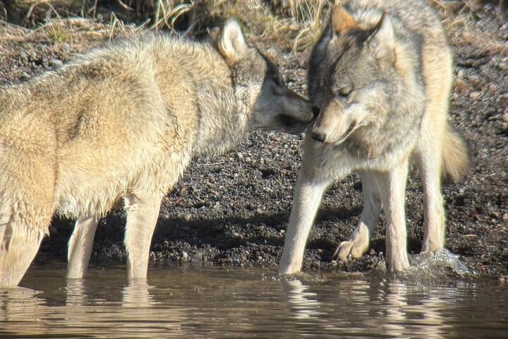 Yellowstone National Park Private Guided Tour – Full Day