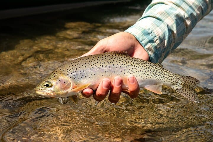 Guided Full-Day Fly Fishing Adventure in Glacier National Park