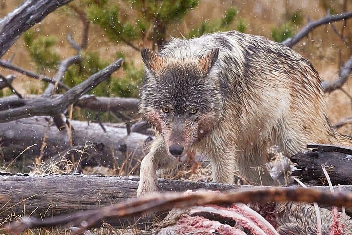 Private, Bespoke Yellowstone Winter Wildlife Photo Safaris