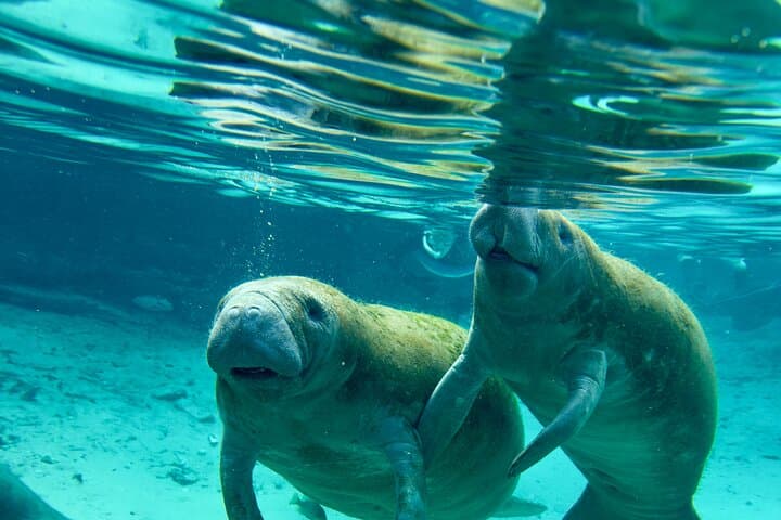 Guided Semi-Private Snorkel Tour (w/ FREE Photos!)