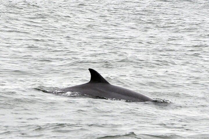 2 Hour Dolphin Watching Adventure in Calabash