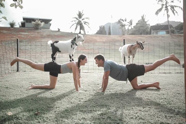 Goat Yoga Group Session