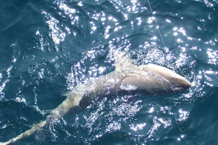 Night Shark Fishing Adventure in Myrtle Beach