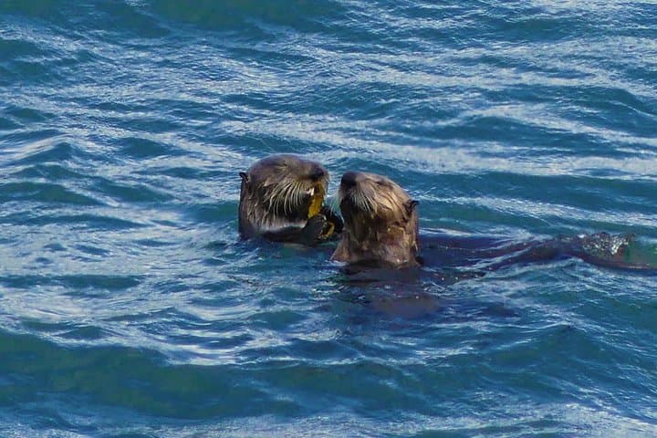 SEWARD - Wilderness Wildlife and Beachcombing Experience