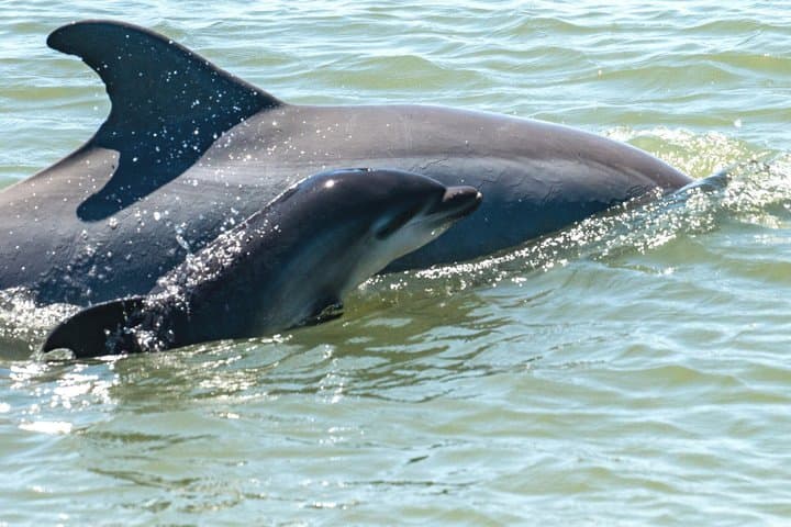 Red Boat Tours – Dolphin Odyssey and Sightseeing Tour