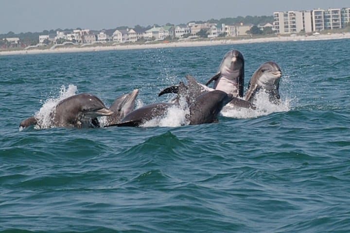 Blue Wave Adventures TursiOps Dolphin Watch Cruise Murrells Inlet