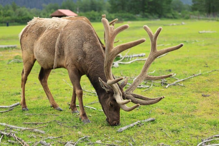 Anchorage to Whittier Cruise Transfer Tour with Port Drop-Off