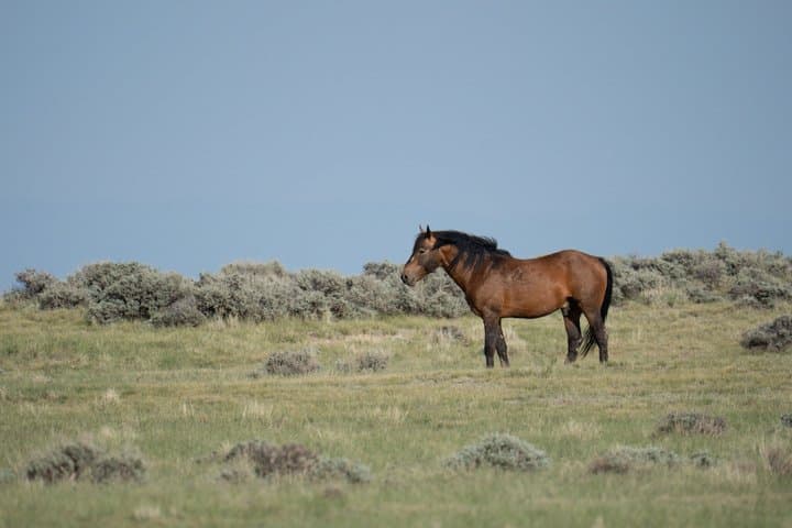 Half Day Wild Mustang Horse Tour from Cody Wyoming