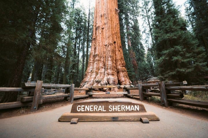 From Cupertino Private Full-Day Sequoia National Park Tour